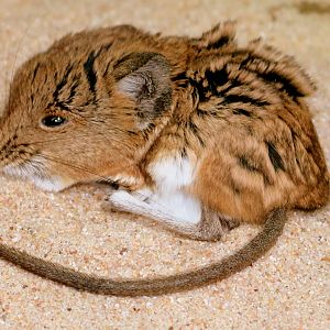 Round-eared elephant shrew; Stuttgart; 5th September 2019