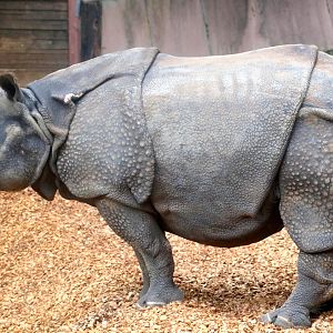 Indian rhinoceros; Nuremberg; 7th September 2019