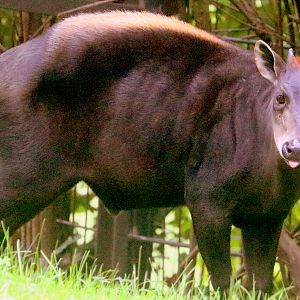 Yellow-backed duiker; Nuremberg; 8th September 2019