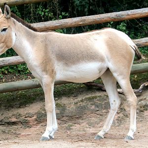 Kulan; Nuremberg; 7th September 2019