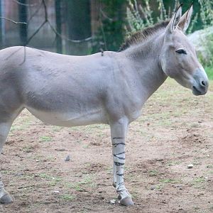 Somali wild ass; Nuremberg; 7th September 2019