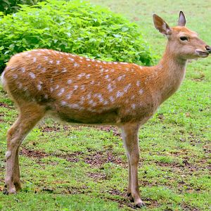 Dybowsk's sika deer; Nuremberg; 8th September 2019