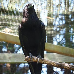 Common raven (Corvus corax corax), 2019-06-01