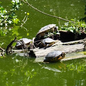 Yellow-bellied sliders (Trachemys scripta scripta), 2019-06-01