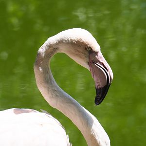 Greater flamingo (Phoenicopterus roseus), 2019-06-01