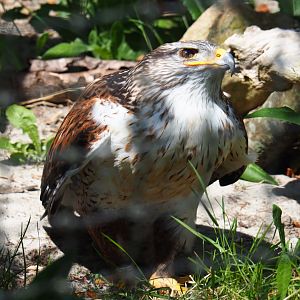 Ferruginous hawk (Buteo regalis), 2019-06-01