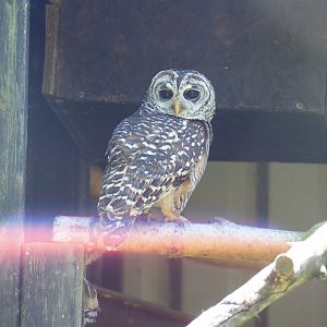 Chaco owl (Strix chacoensis), 2019-06-01