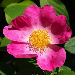 Wild rose flower (Rosa species), 2019-06-01