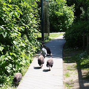 Pathway with free-roaming helmeted guineafowl, 2019-06-01