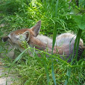 Corsac fox (Vulpes corsac), 2019-06-01