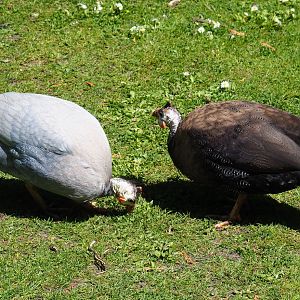 Free-roaming helmeted guineafowl (Numida meleagris, domestic color mutations), 2019-06-01