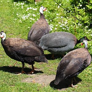Free-roaming helmeted guineafowl (Numida meleagris, domestic color mutations), 2019-06-01