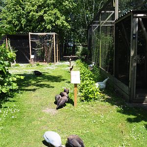 Park view with aviaries and free-roaming helmeted guineafowl and peafowl, 2019-06-01