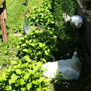 Free-roaming white and normal peafowl (Pavo cristatus), 2019-06-01