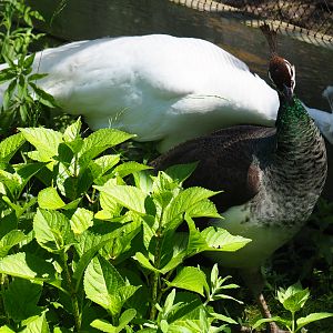 Free-roaming white and normal peafowl (Pavo cristatus), 2019-06-01