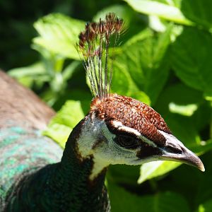 Blue peafowl hen (Pavo cristatus), 2019-06-01