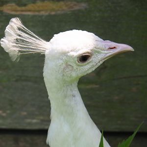White peafowl (Pavo cristatus), 2019-06-01