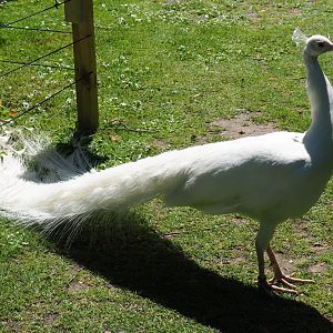 White peafowl (Pavo cristatus), 2019-06-01