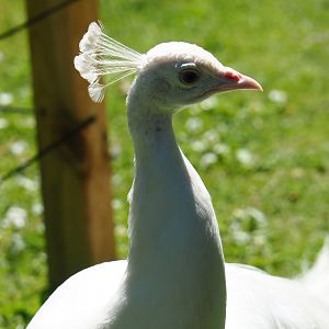 White peafowl (Pavo cristatus), 2019-06-01