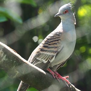 Crested pigeon (Ocyphaps lophotes), 2019-06-01