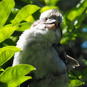 Laughing kookaburra (Dacelo novaeguineae), 2019-06-01