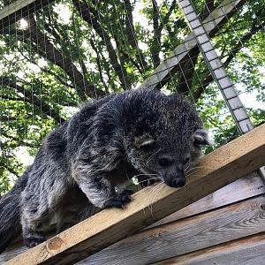 Binturong 220619