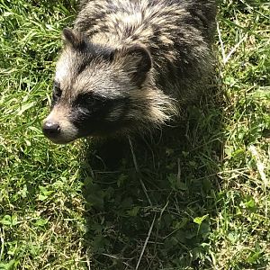 Raccoon dog 220619
