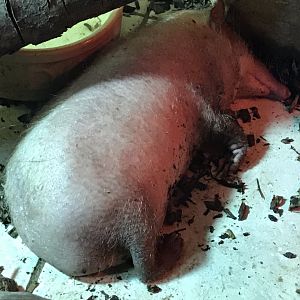 Tail-less tenrec 220619