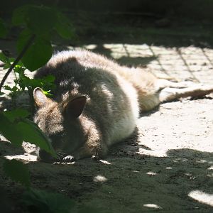 Parma wallaby (Macropus parma), 2019-06-01