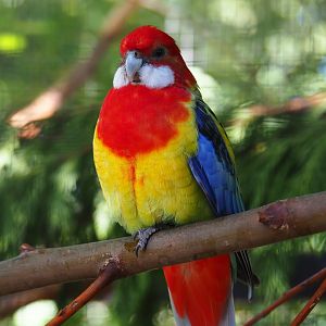 Eastern rosella (Platycercus eximius), 2019-06-01