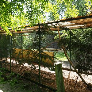 Ayam Cemani chicken, Budgerigar and Red-winged parrot aviary, 2019-06-01