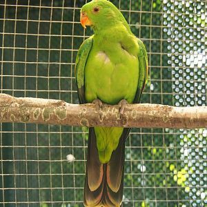 Female Red-winged parrot (Aprosmictus erythropterus), 2019-06-01