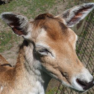 Common fallow deer (Dama dama), 2019-06-01