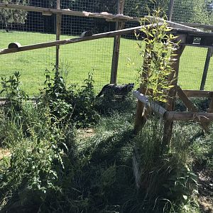African civet enclosure 220619