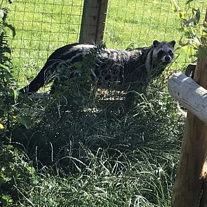 African civet 220619