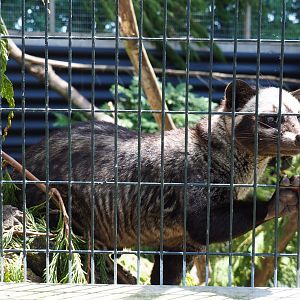 Asian palm civet (Paradoxurus hermaphroditus), 2019-06-01