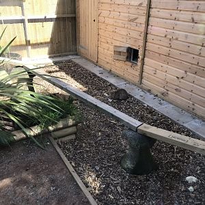Sri Lankan rusty-spotted cat enclosure 220619