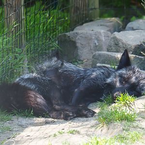 Silver fox (Vulpes vulpes), 2019-06-01