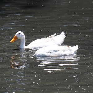 Domestic ducks (Anas platyrhynchos domesticus), 2019-06-01