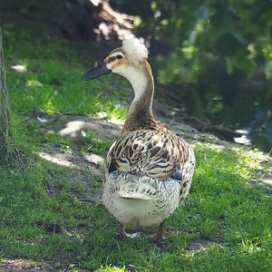 Crested domestic duck (Anas platyrhynchos domesticus), 2019-06-01