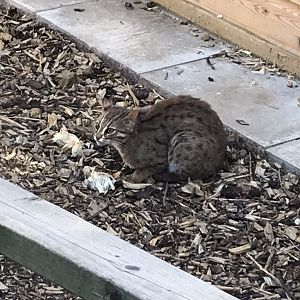 Sri Lankan rusty-spotted cat 220619
