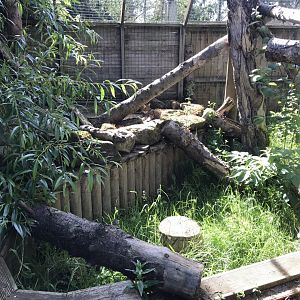 Scottish wildcat enclosure 220619