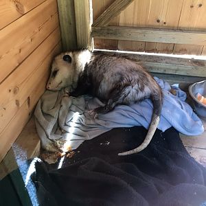 Virginia opossum 220619