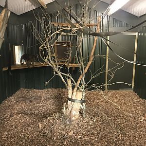 Black and gold howler indoors 230619