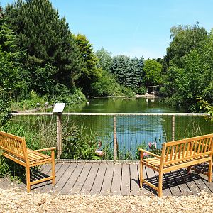 Greater flamingo and Eurasian crane pond, 2019-06-01