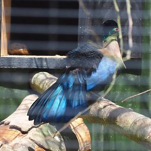Purple-crested turaco (Gallirex porphyreolophus), 2019-06-01