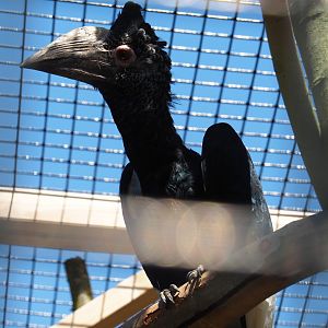 Female Eastern grey-cheeked hornbill (Bycanistes subcylindricus subquadratus), 2019-06-01