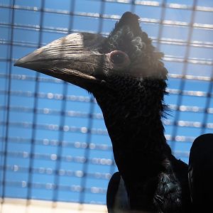 Female Eastern grey-cheeked hornbill (Bycanistes subcylindricus subquadratus), 2019-06-01