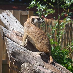 Meerkat (Suricata suricatta), 2019-06-01