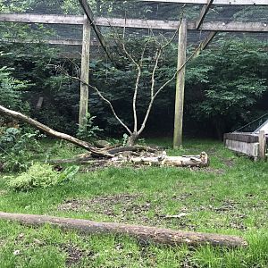 Carpathian lynx enclosure 230619